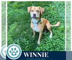 Small #2 American Pit Bull Terrier-Beagle Mix