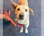 Small #8 Labrador Retriever Mix