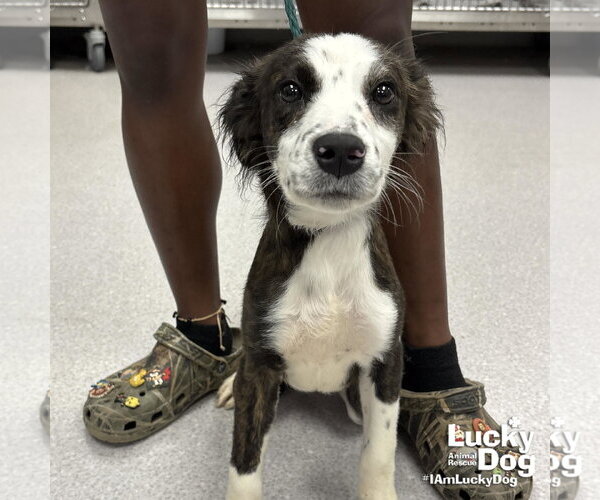 Medium Photo #1 Colonial Cocker Spaniel-Retriever  Mix Puppy For Sale in Washington, DC, USA