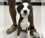 Small Colonial Cocker Spaniel-Retriever  Mix