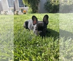 Puppy 2 French Bulldog
