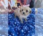 Small Photo #1 Cavapoo Puppy For Sale in LANCASTER, PA, USA