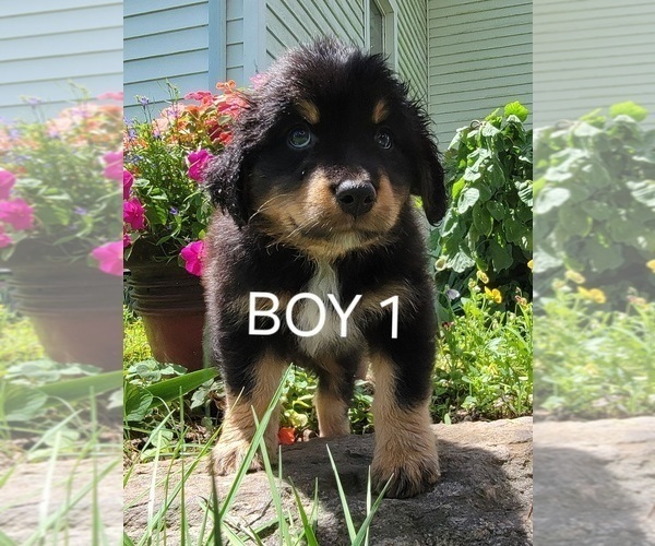 Medium Photo #2 Australian Retriever-Australian Shepherd Mix Puppy For Sale in BEAVERDAM, VA, USA