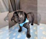 Small Photo #12 French Bulldog Puppy For Sale in FONTANA, CA, USA