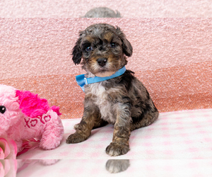 Bernedoodle (Miniature) Puppy for sale in ROY, UT, USA