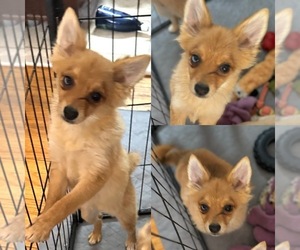 Pomimo Puppy for sale in SYRACUSE, NY, USA