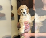 Puppy Sunny Poodle (Standard)