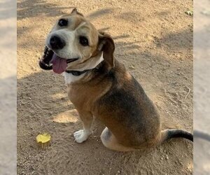 Beagle-Unknown Mix Dogs for adoption in Apple Valley, CA, USA