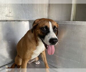Bullboxer Pit Dogs for adoption in Waco, TX, USA