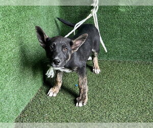 Border Collie-Unknown Mix Dogs for adoption in Downey, CA, USA