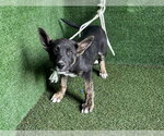 BRUSTER - Male Border Collie-Unknown Mix Dog for Adoption - Small photo