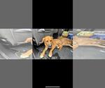 Small Labrador Retriever Mix