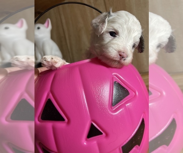 Medium Photo #2 Cavapoo Puppy For Sale in LAFAYETTE, TN, USA