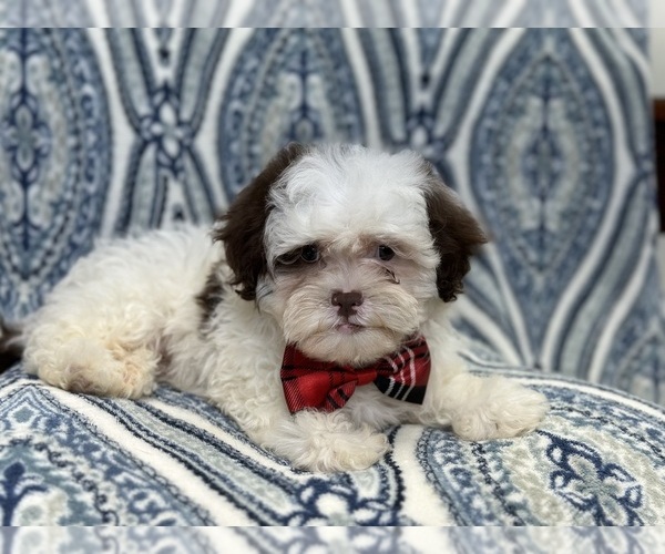 Medium Photo #5 ShihPoo Puppy For Sale in LAKELAND, FL, USA