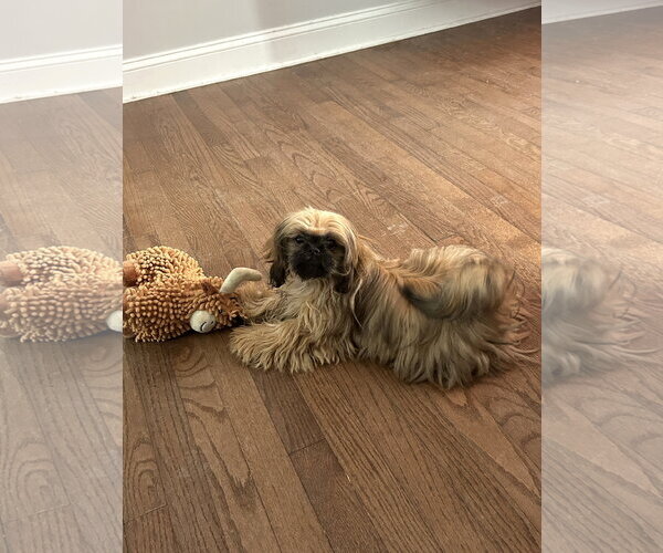 Medium Photo #2 Shih Tzu Puppy For Sale in Wheaton, IL, USA