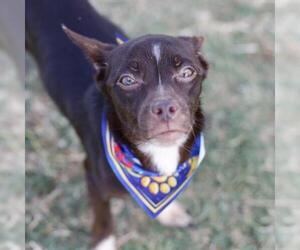 Chihuahua-Unknown Mix Dogs for adoption in San Antonio, TX, USA
