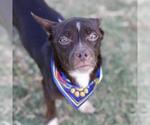 Small Chihuahua Mix