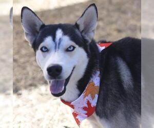 Siberian Husky Dogs for adoption in San Antonio, TX, USA