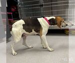 Small #1 Mutt