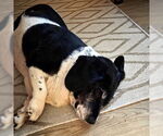 Small #2 Basset Hound Mix