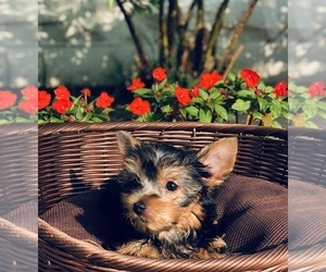 Yorkshire Terrier Puppy for sale in LOS ANGELES, CA, USA