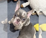Puppy Trubs French Bulldog