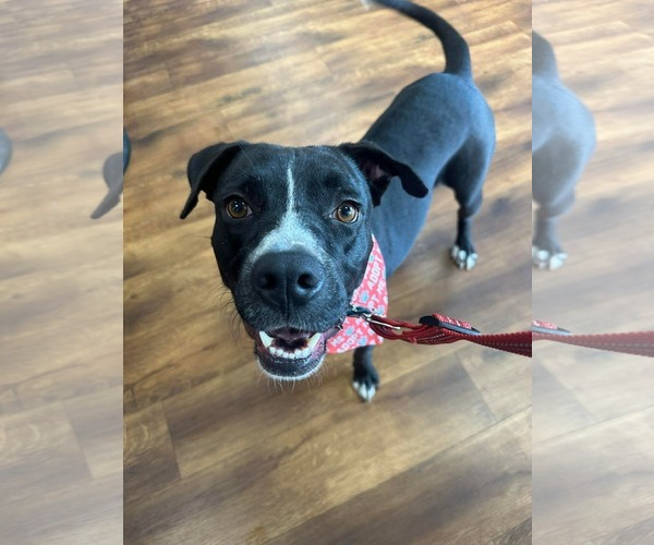 Medium Photo #1 American Pit Bull Terrier-Unknown Mix Puppy For Sale in Germantown, OH, USA