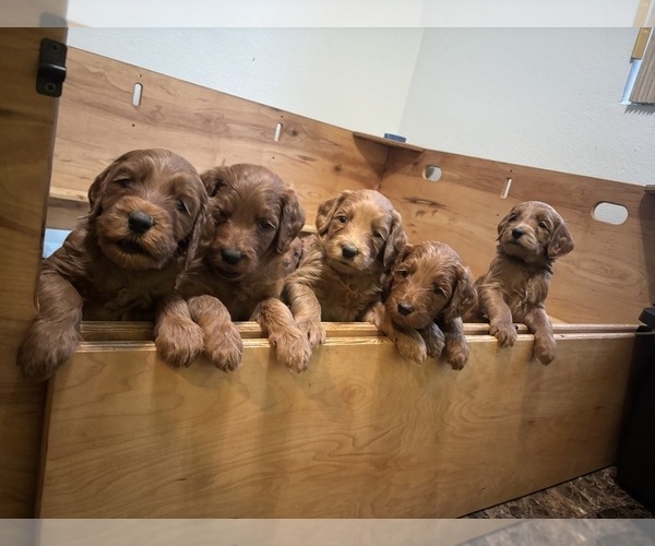 Medium Photo #2 Goldendoodle Puppy For Sale in RIALTO, CA, USA