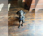 Small #6 Mutt