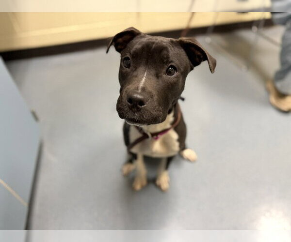 Medium Photo #1 American Staffordshire Terrier Puppy For Sale in Denver, CO, USA