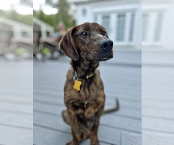 Medium Photo #7 Plott Hound Puppy For Sale in Sandy, UT, USA