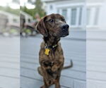 Small #6 Plott Hound