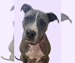 Small #2 American Pit Bull Terrier Mix