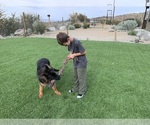 Small #32 German Shepherd Dog