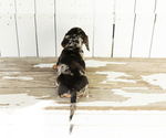 Small #4 Dachshund