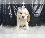 Small #2 Cocker Spaniel