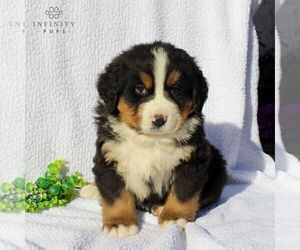 Bernese Mountain Dog Puppy for sale in GAP, PA, USA
