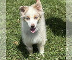 Small #1 Australian Shepherd