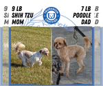 Small #8 ShihPoo