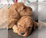 Small Photo #1 Cavapoo (Miniature) Puppy For Sale in WAUSEON, OH, USA