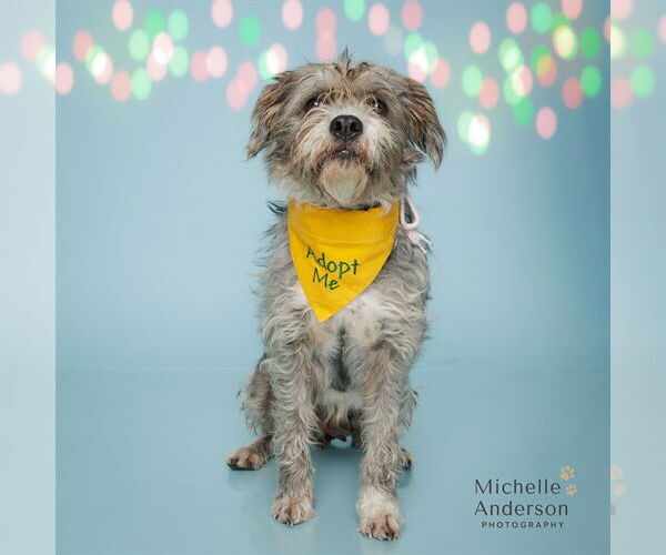 Medium Photo #1 Mutt Puppy For Sale in Corona, CA, USA