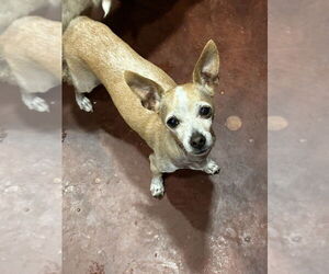 Chiweenie Dogs for adoption in San Diego , CA, USA