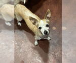 Small Chiweenie