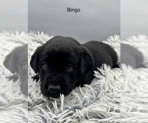 Labrador Retriever Dog for Adoption in FREDERICKSBG, Ohio USA