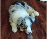 Small #7 Australian Shepherd