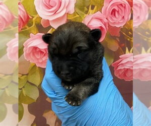 German Shepherd Dog-Unknown Mix Dogs for adoption in San Bernardino, CA, USA