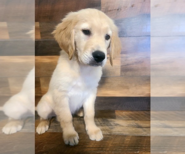Medium Photo #2 Golden Retriever Puppy For Sale in SALISBURY, NC, USA