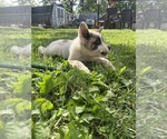 Small #1 Akita