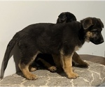 Small #12 German Shepherd Dog