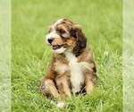 Small #4 Bernedoodle (Miniature)